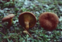 Phylloporus rhodoxanthus image