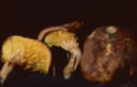 Phylloporus rhodoxanthus image