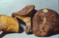 Phylloporus rhodoxanthus image