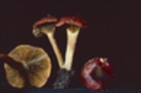 Phylloporus rhodoxanthus image