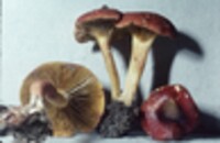 Phylloporus rhodoxanthus image