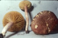 Phylloporus rhodoxanthus image