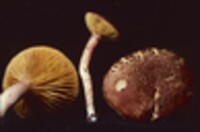 Phylloporus rhodoxanthus image