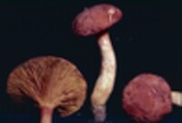 Phylloporus rhodoxanthus image