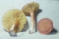 Phylloporus rhodoxanthus image