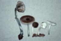 Pluteus salicinus image