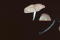 Pluteus salicinus image