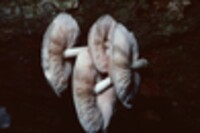 Pluteus petasatus image