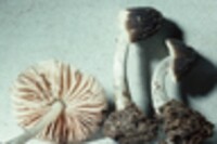 Pluteus thomsonii image