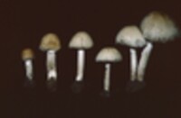 Psathyrella incerta image