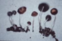 Psathyrella piluliformis image