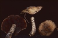 Psathyrella echiniceps image