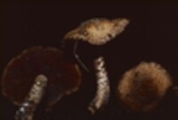 Psathyrella echiniceps image