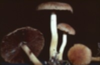 Psathyrella delineata image