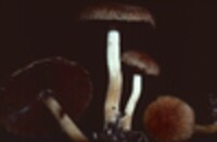 Psathyrella delineata image