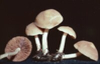 Psathyrella conissans image