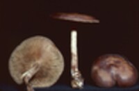 Psathyrella fuscofolia image