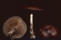 Psathyrella fuscofolia image
