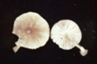 Pluteus romellii image