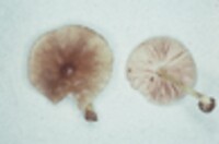 Pluteus romellii image