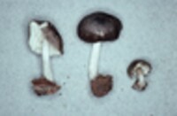 Pluteus magnus image