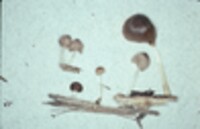 Pluteus longistriatus image