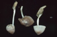 Pluteus longistriatus image