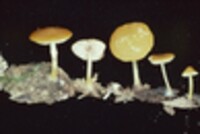 Pluteus admirabilis image