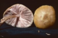 Pluteus leoninus image