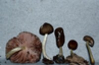 Pluteus romellii image