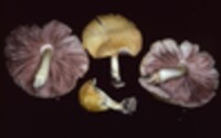 Pluteus mammillatus image