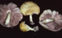 Pluteus mammillatus image