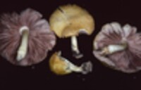 Pluteus mammillatus image