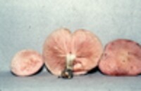 Rhodotus palmatus image