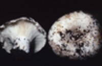 Russula brevipes var. acrior image