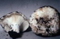 Russula brevipes var. acrior image