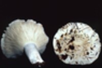 Russula brevipes var. acrior image