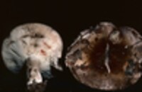 Russula densifolia image