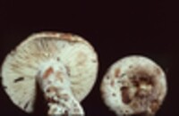 Russula dissimulans image