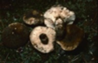 Russula densifolia image