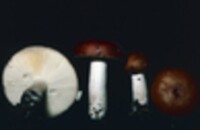 Russula decolorans image