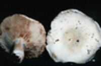 Russula compacta image