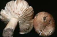 Russula compacta image