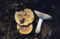 Russula claroflava image