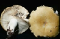 Russula claroflava image