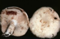 Russula compacta image