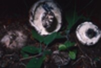 Russula albonigra image