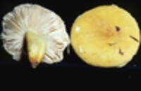 Russula flavida image