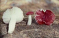 Russula emetica image