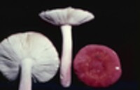 Russula mariae image